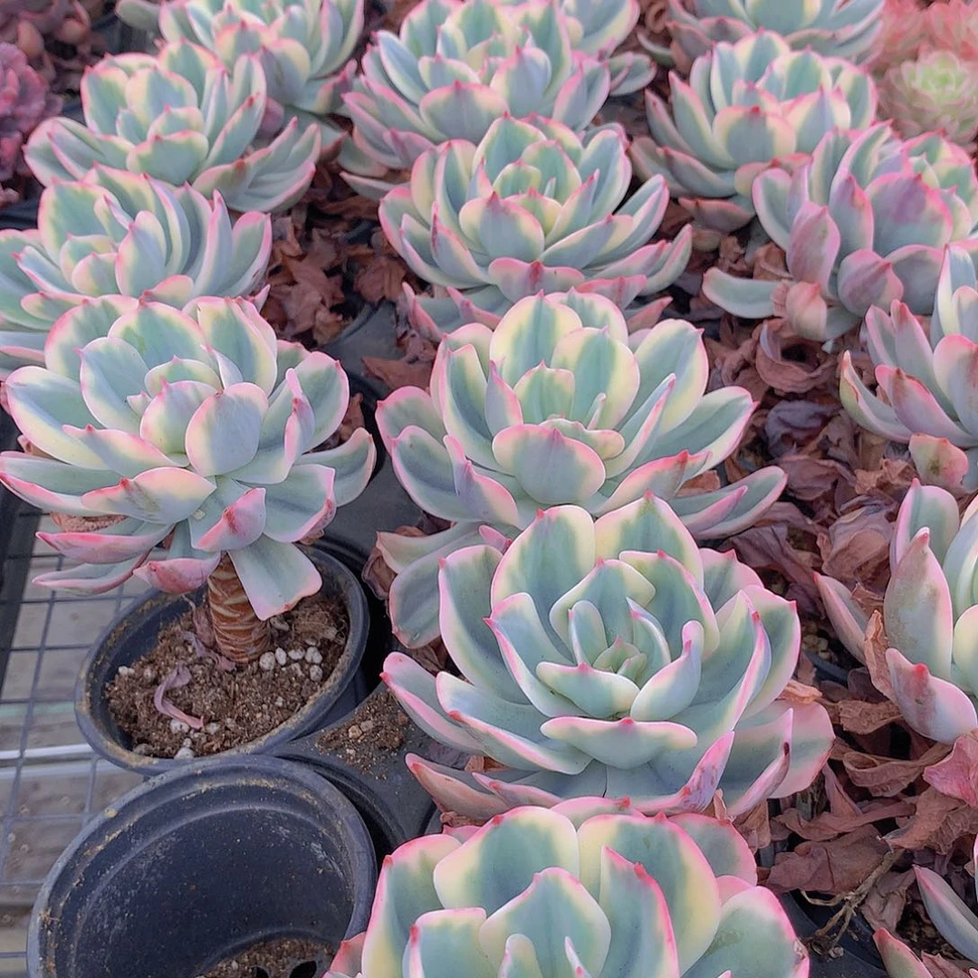 玉凤锦23456789990000