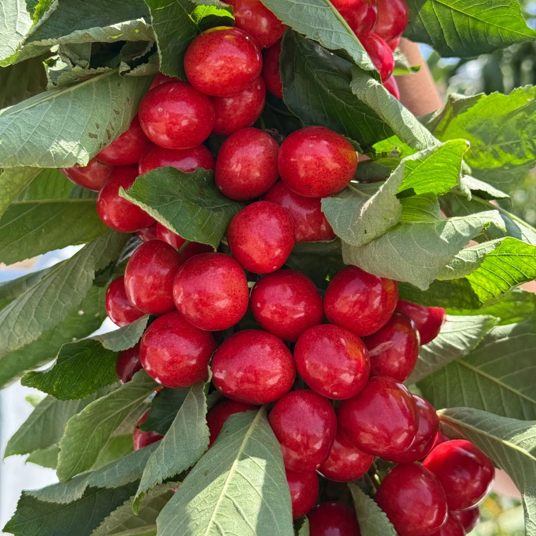 （顺丰包邮甘肃省内）天水胜利大樱桃大果车厘子