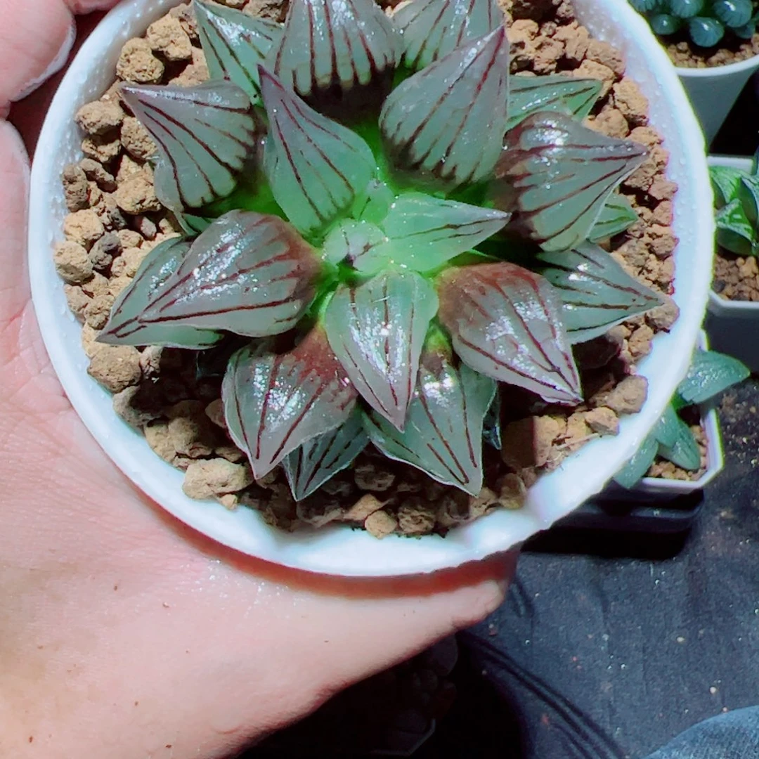 万象盆西瓜寿多肉