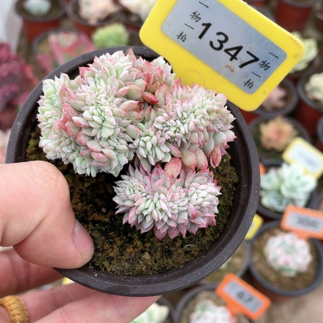 【闪购商品】1347号