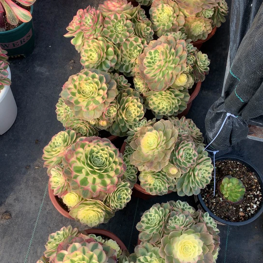 紫砂茶杯粉转-19.9福利朵朵