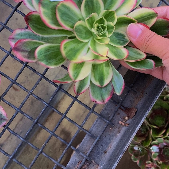 606玉芙蓉多肉砍头无根