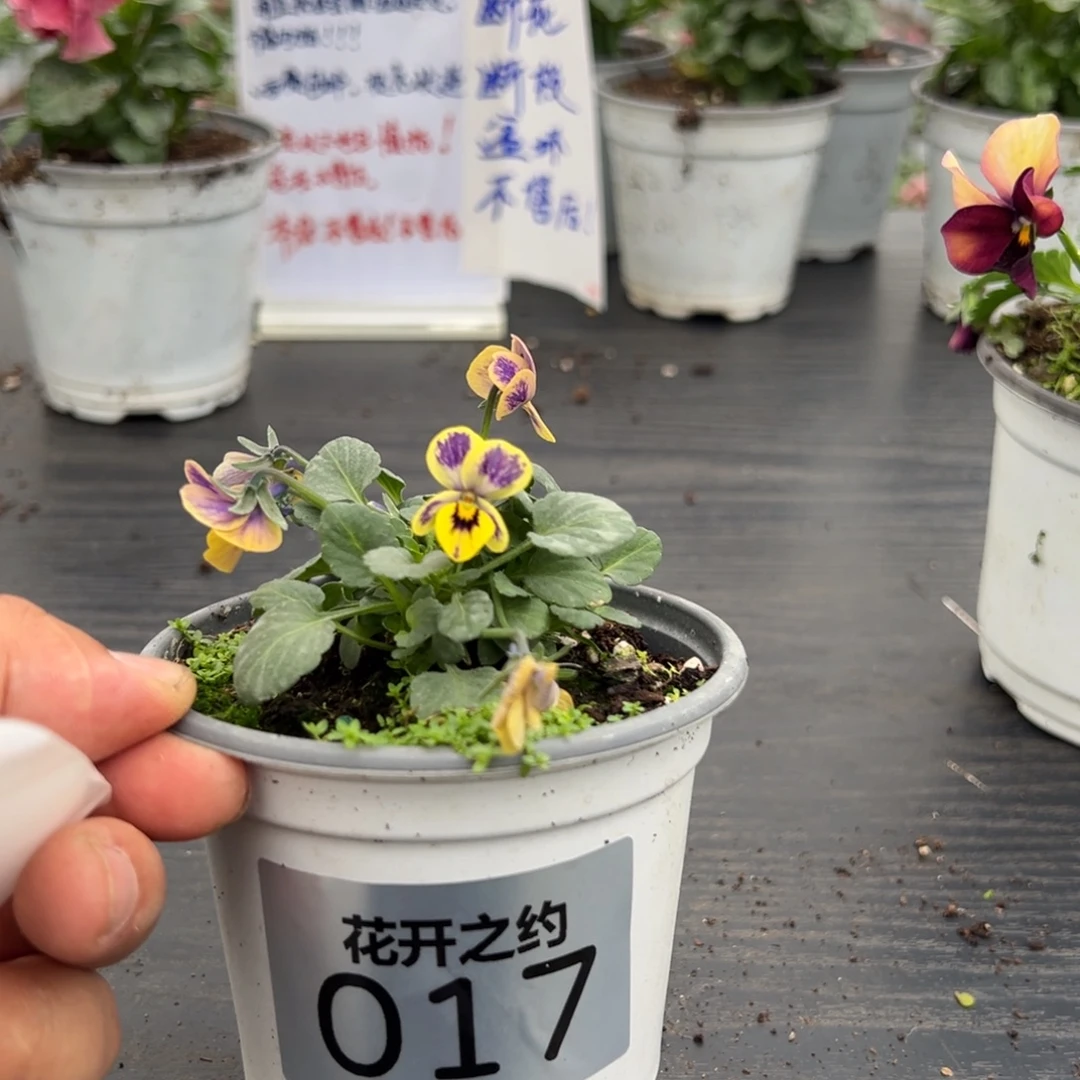 少量花朵（建议范围：2朵-5朵 或40%以下）017号