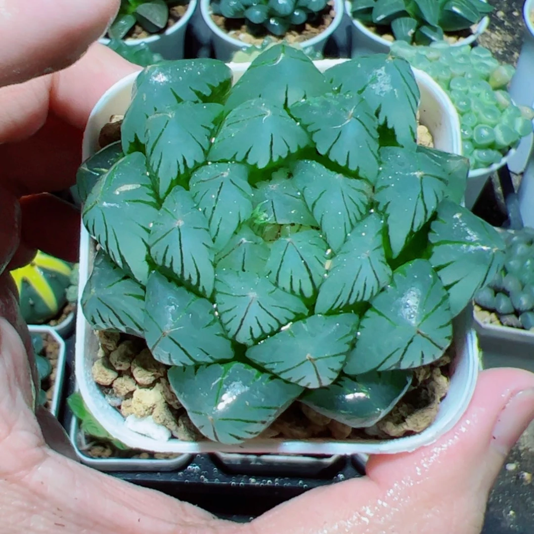 【闪购商品】水晶玉露