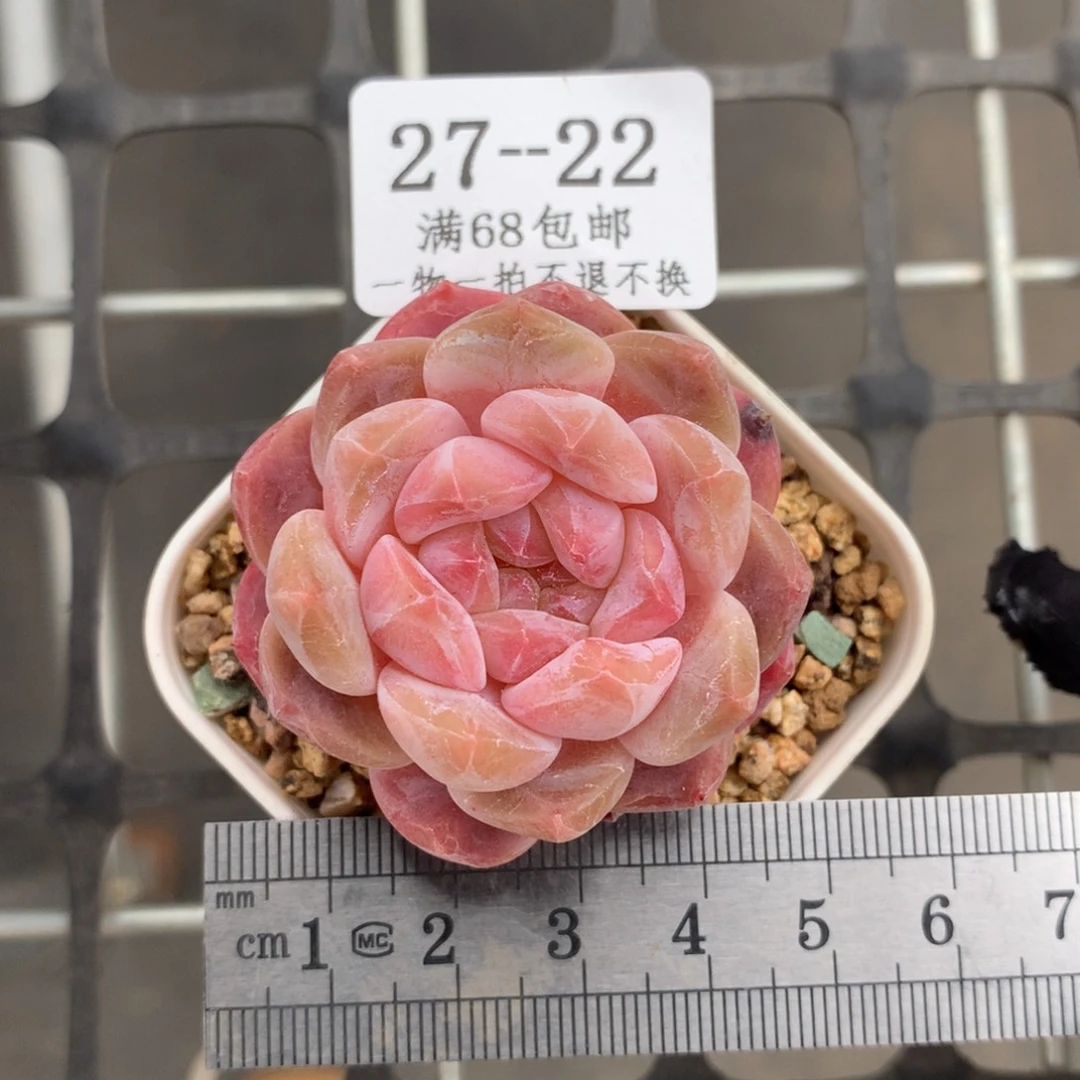 琥珀白粉体冠服4.5