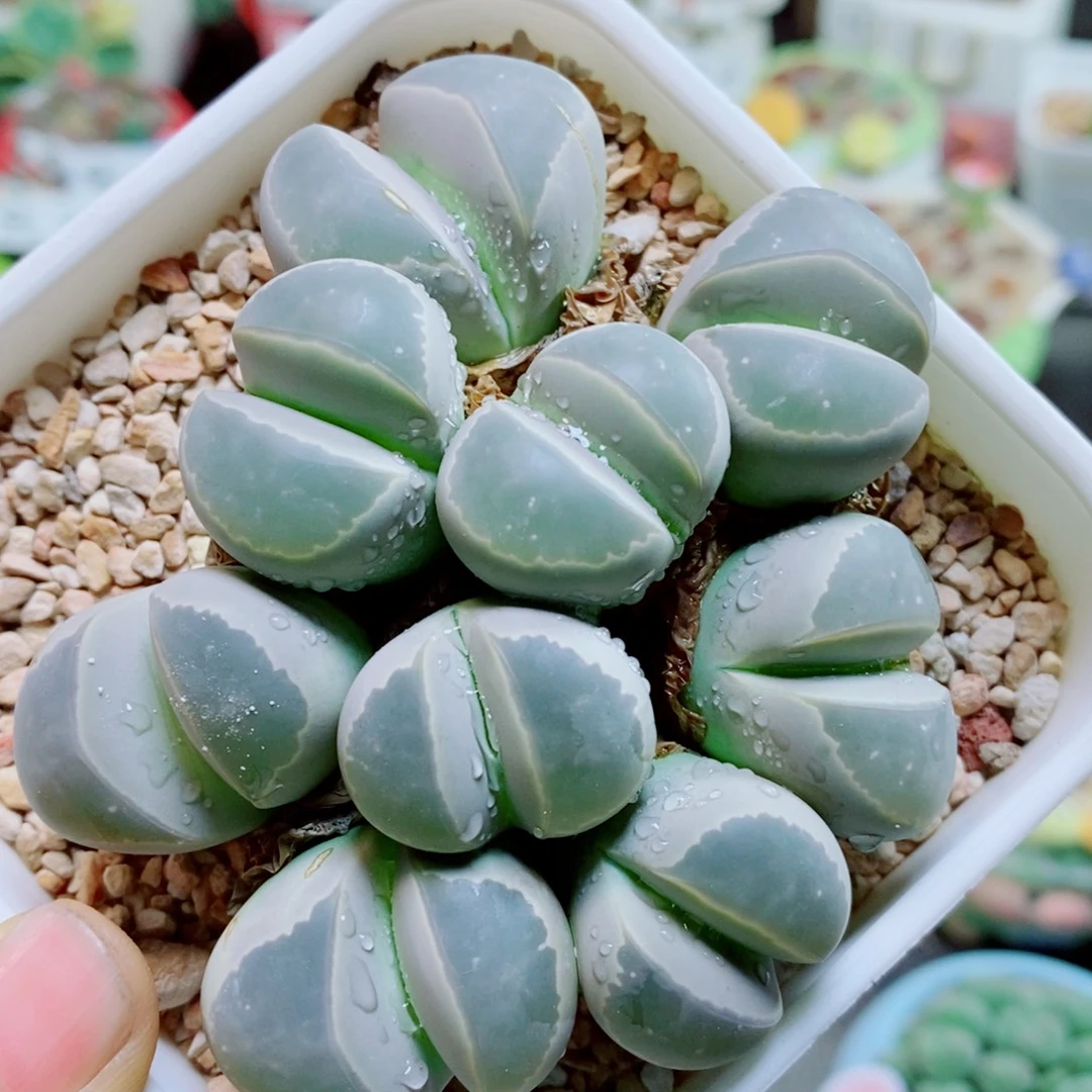 鲸***喜生石花花花哈哈哈哈哈哈63