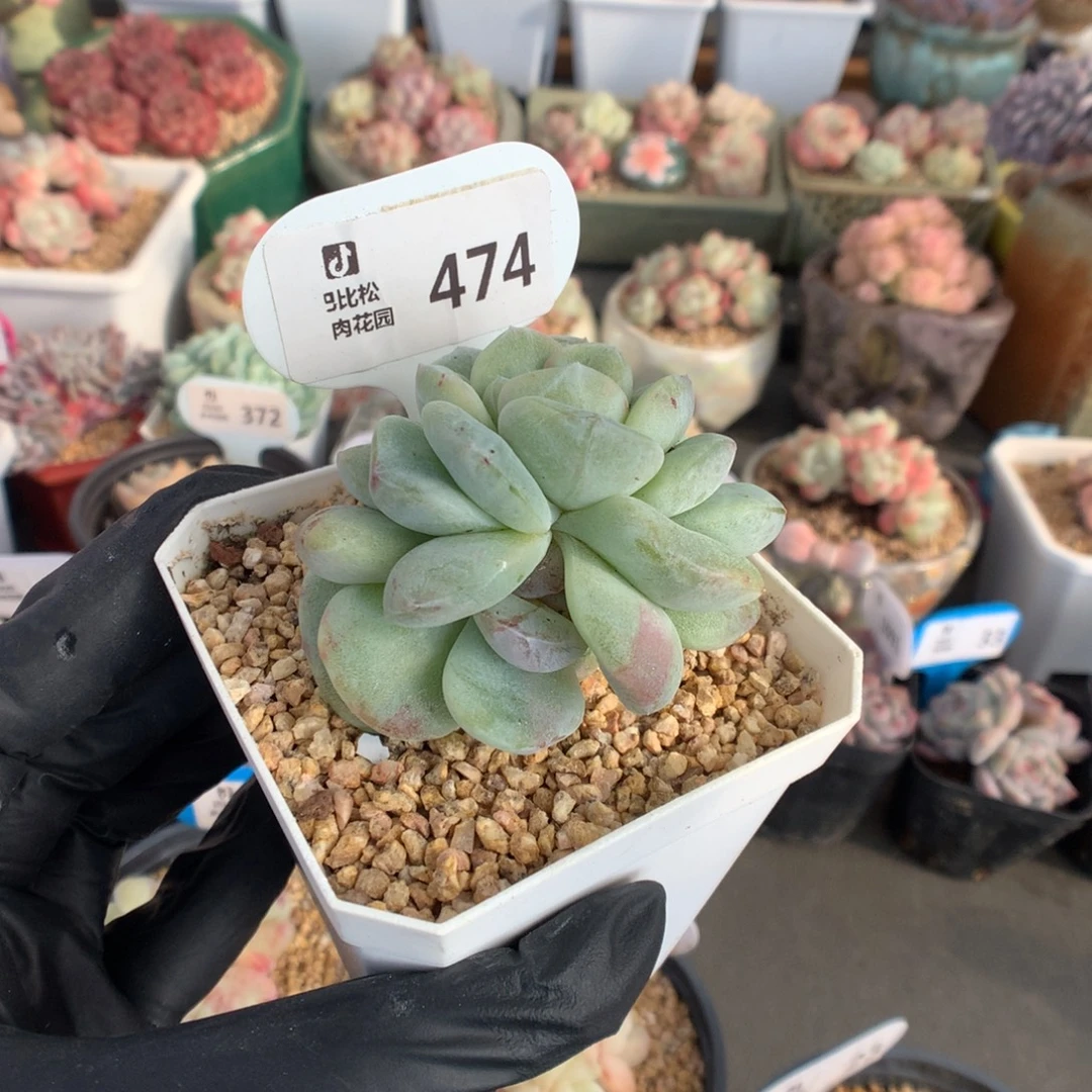 474 潜力股冰玉石化多肉