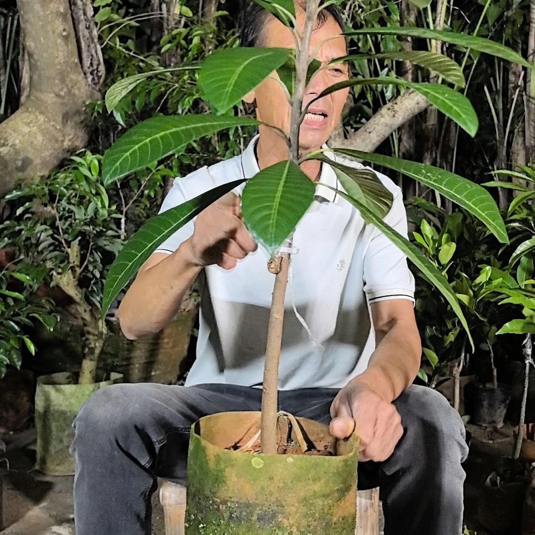 完全开放马加纳妈咪果苗一棵