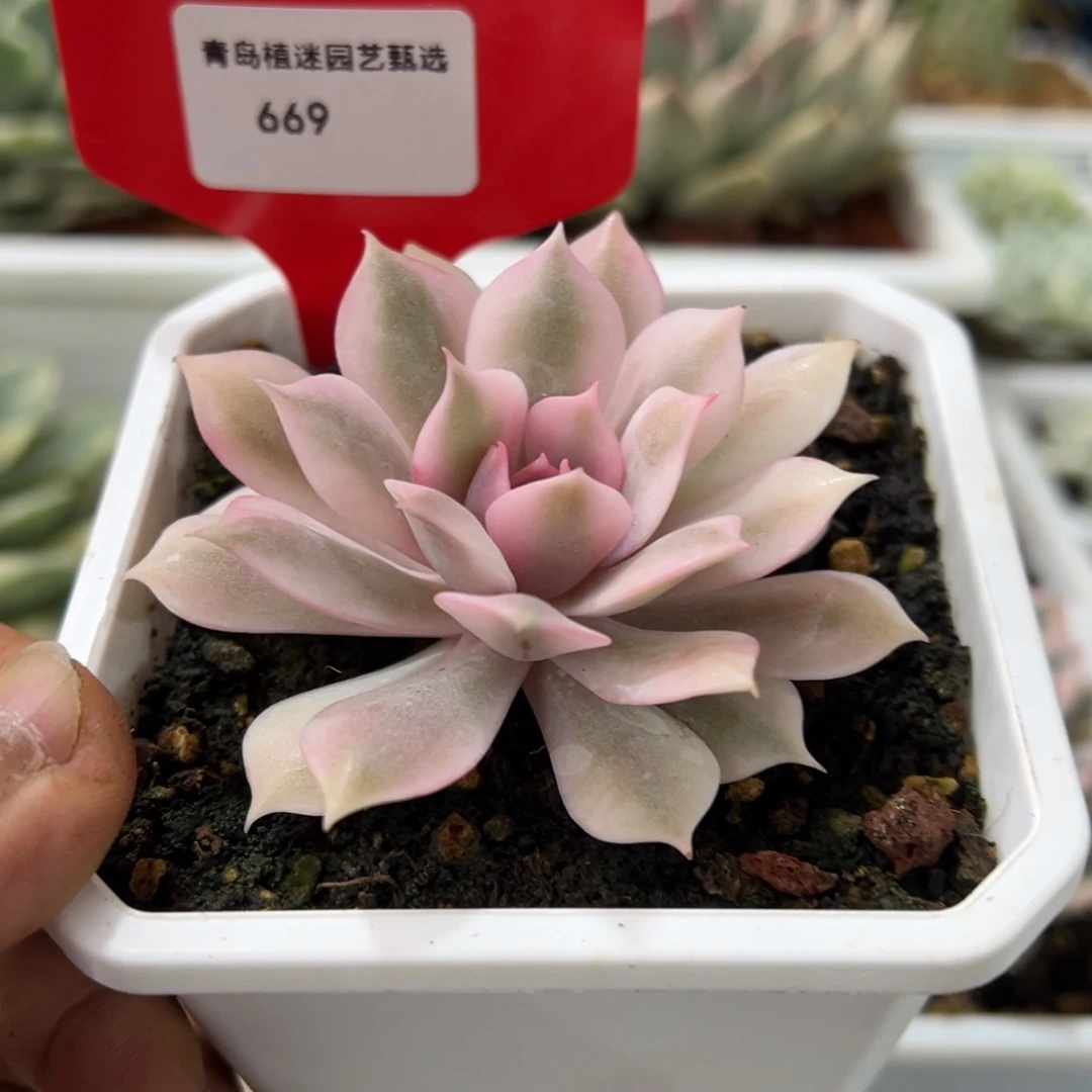 669号粉蝶锦多肉植物