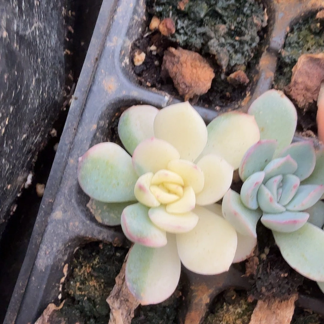雨燕座锦，多肉植物