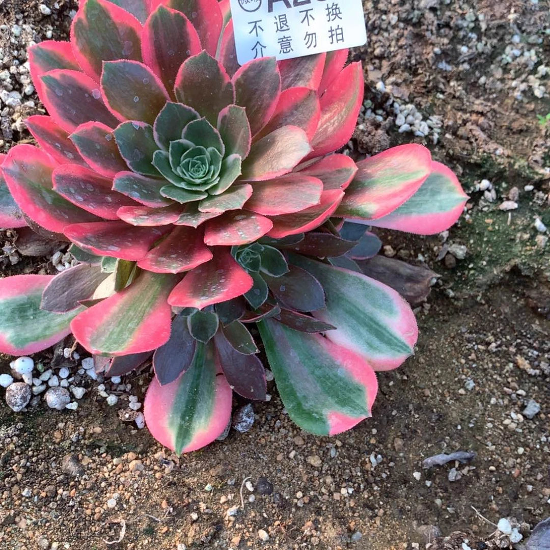 多肉植物女妖288