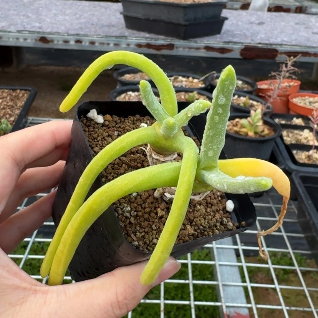 碧光环兔子多肉一物一拍