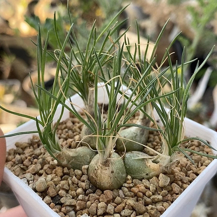 274迷你海葱带盆一一一一