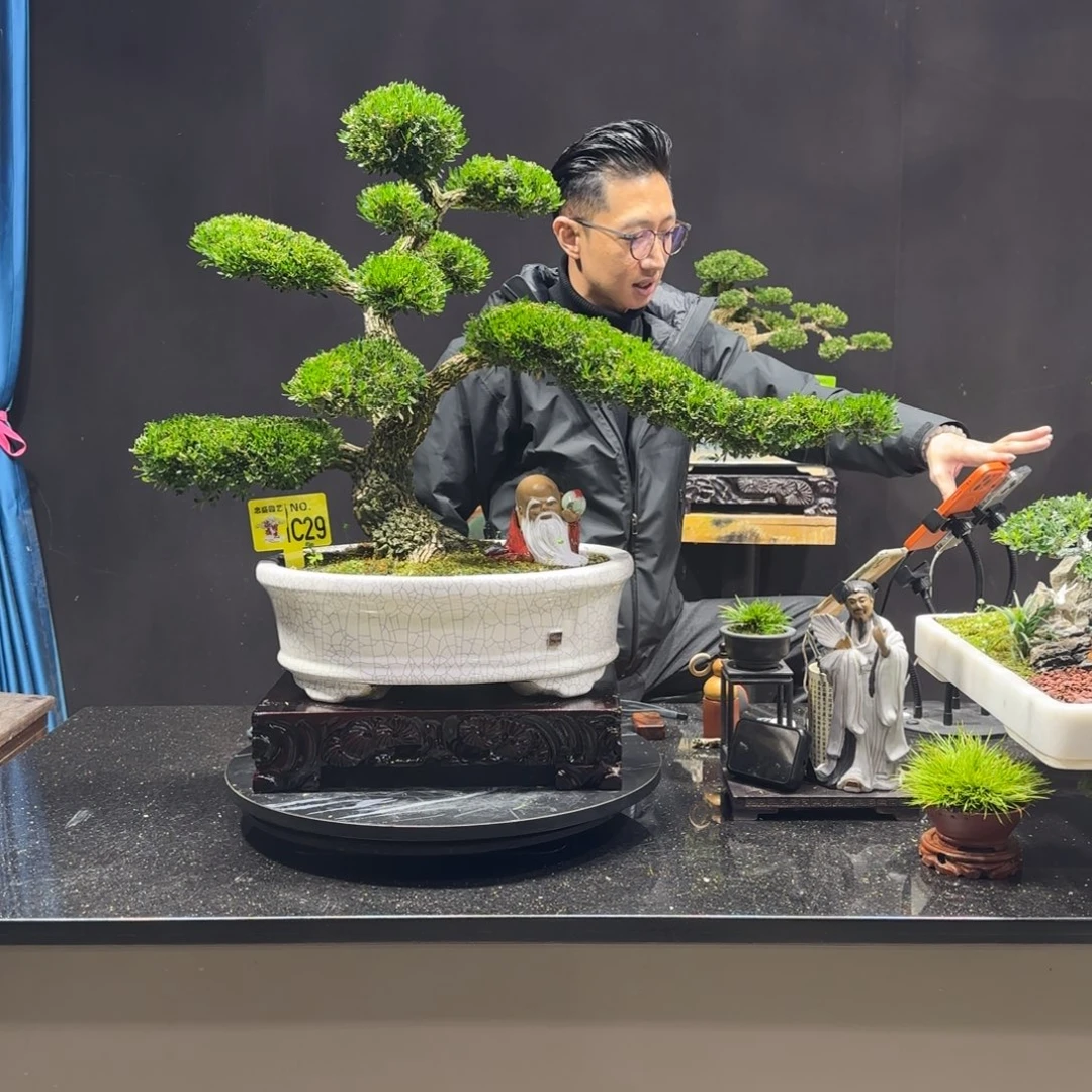 以实际为准黄杨室内室外盆景艺术