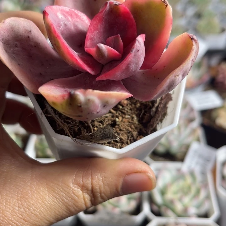 锦州锦多肉植物614