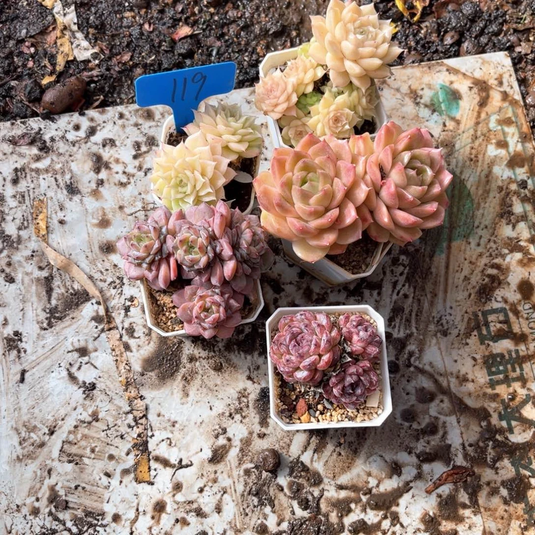 薇****)119组合5颗多肉