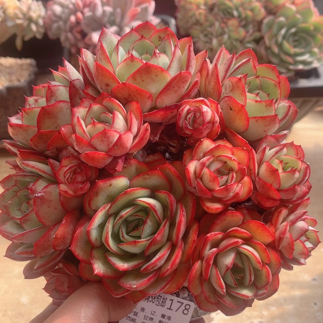 178牡丹亭德华多肉