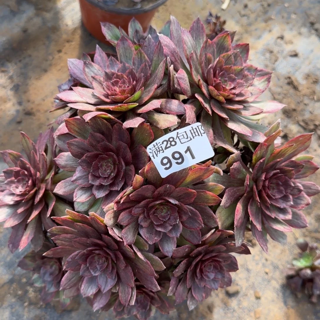 红丝绒多肉991满28包邮断枝不包瑕疵