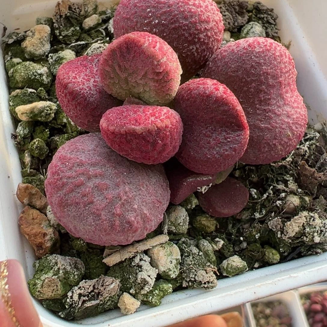 夏娃单头纯木质桩多肉植物水泡