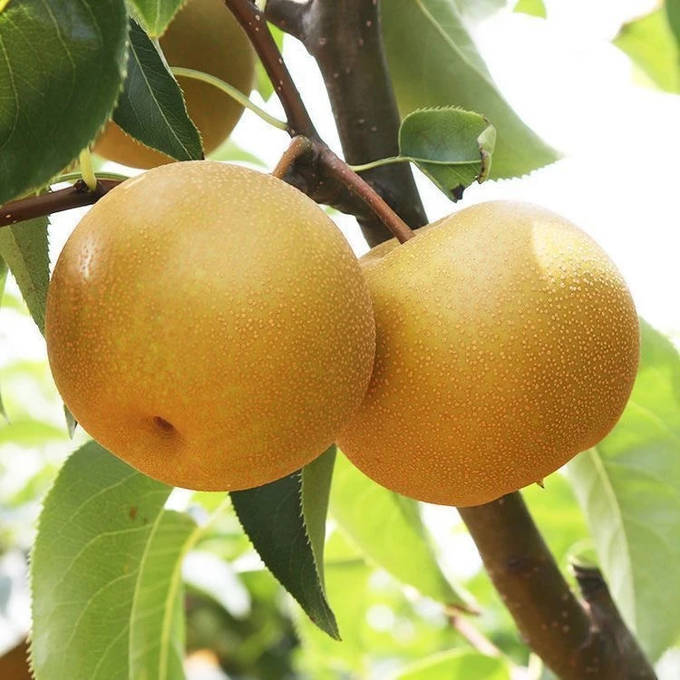 【本地苹果梨】农村新鲜当季现摘脆甜多汁梨子整箱包邮