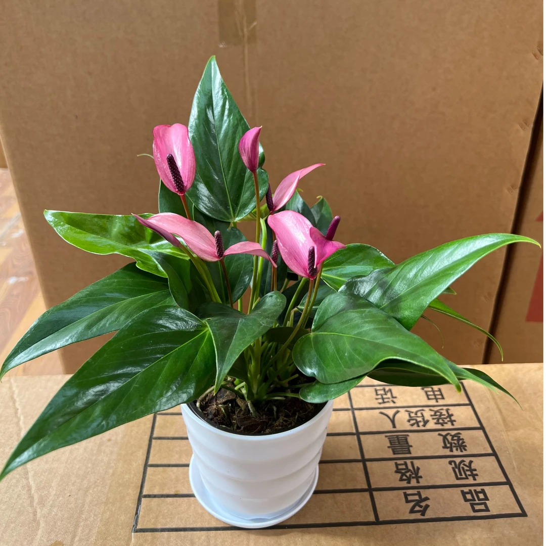 【紫掌-佳丽120盆】4-6花 高端进口品种 小巧盆栽 高30cm左右