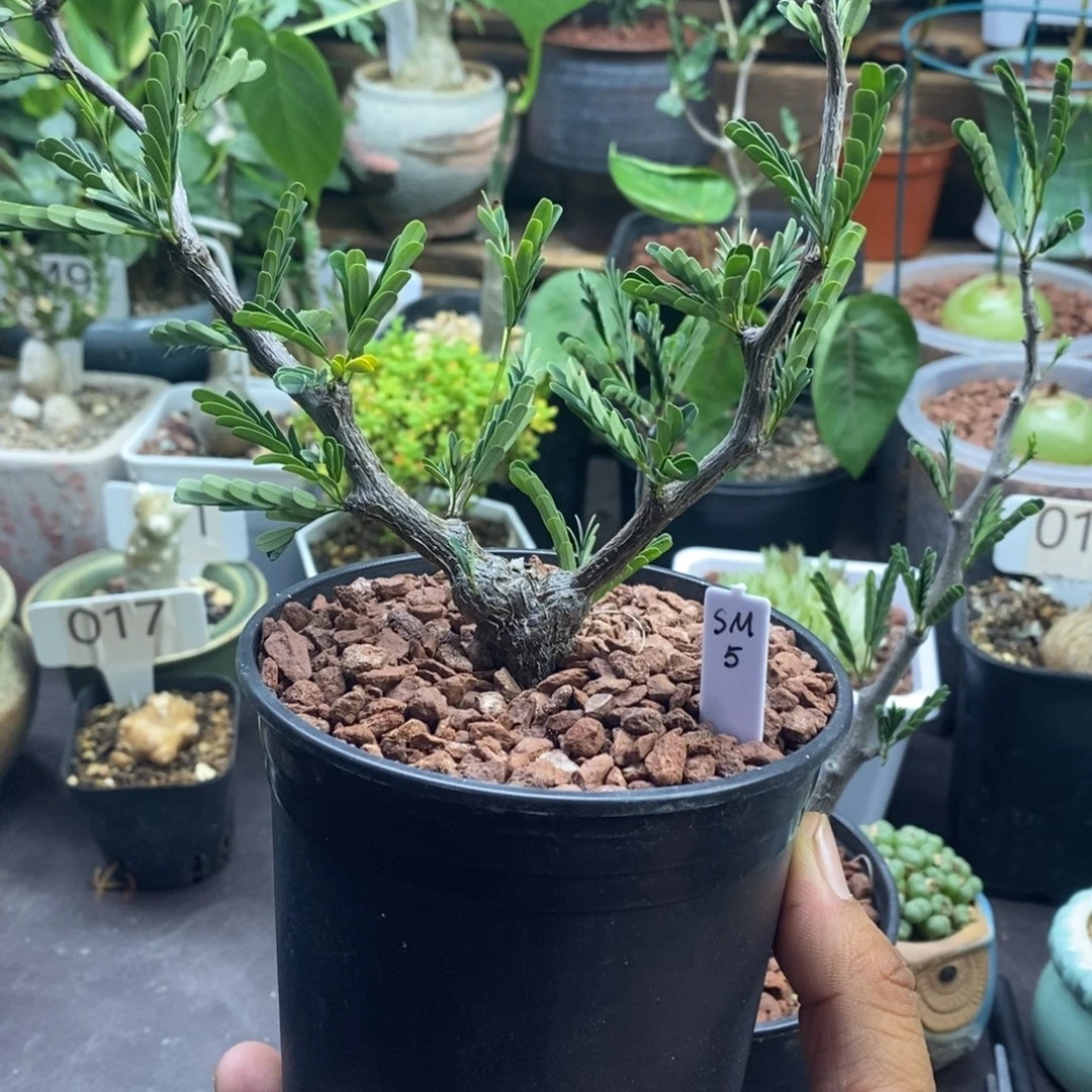 善***水沙漠苏木一物一拍