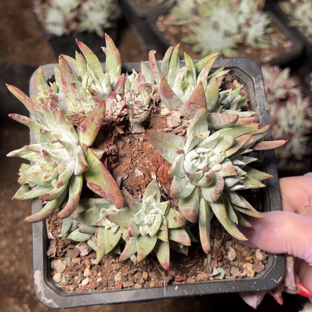 2591哈哈哈哈哈哈哈多肉