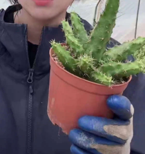 二妹园艺【 1棵  红花美花角  】默认脱土随机发货