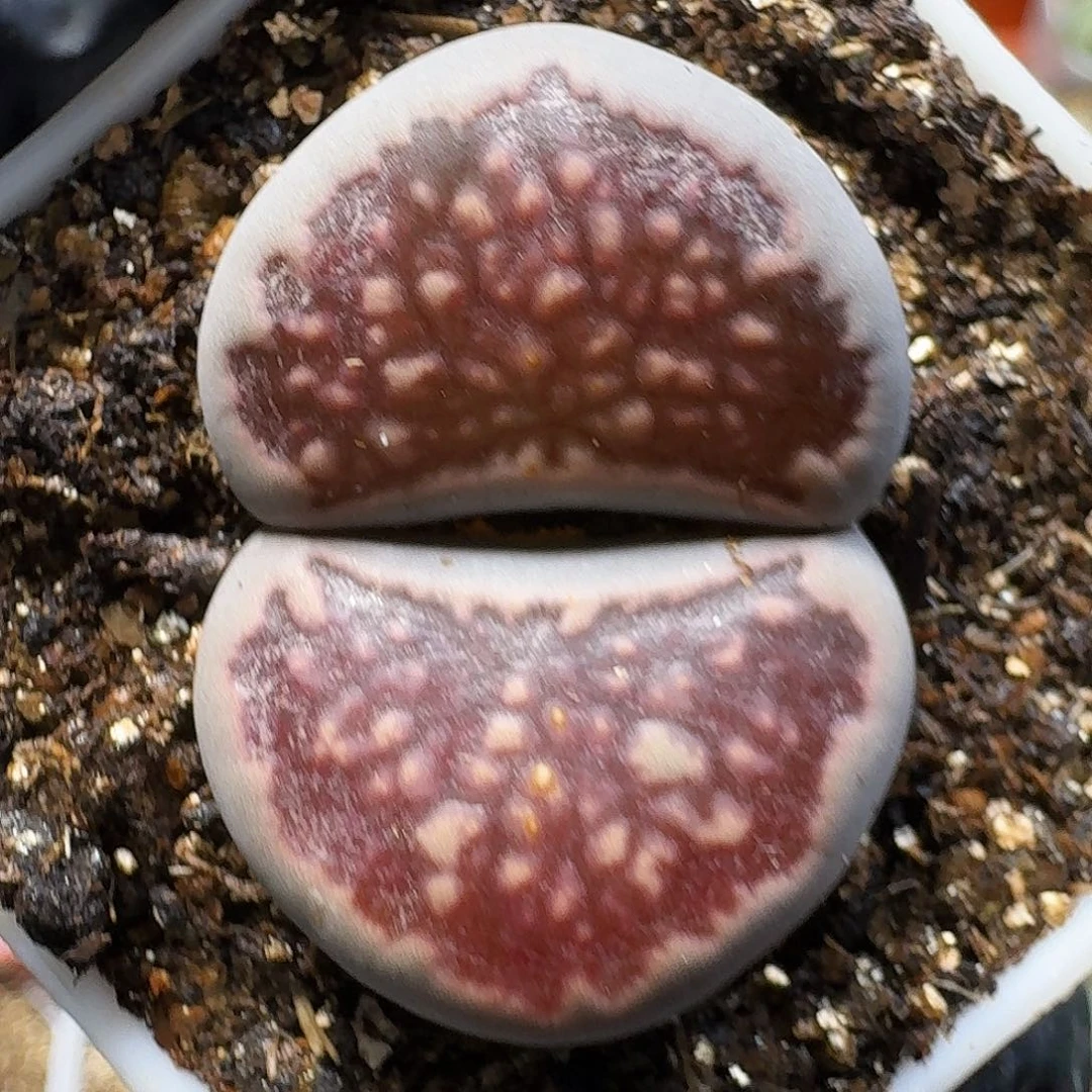 菲***崽生石花111211。    211