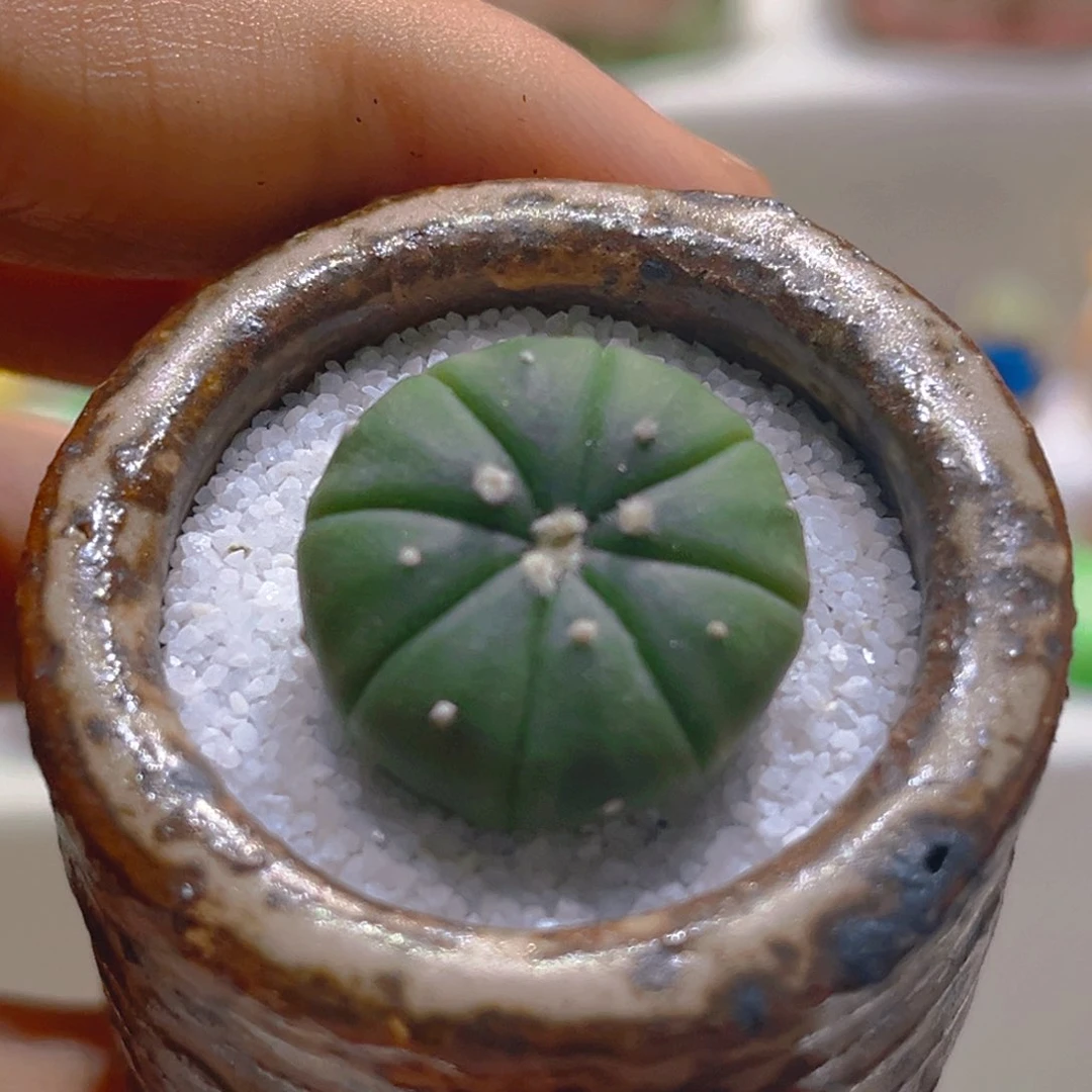 007星兜仙人球2.3厘米带盆带土手工盆