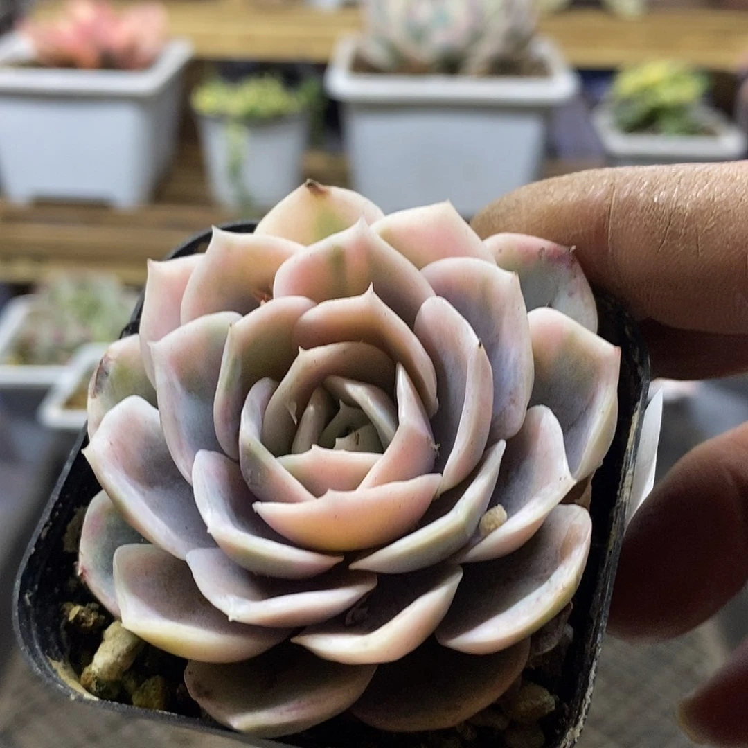 1837 蓝色惊喜锦