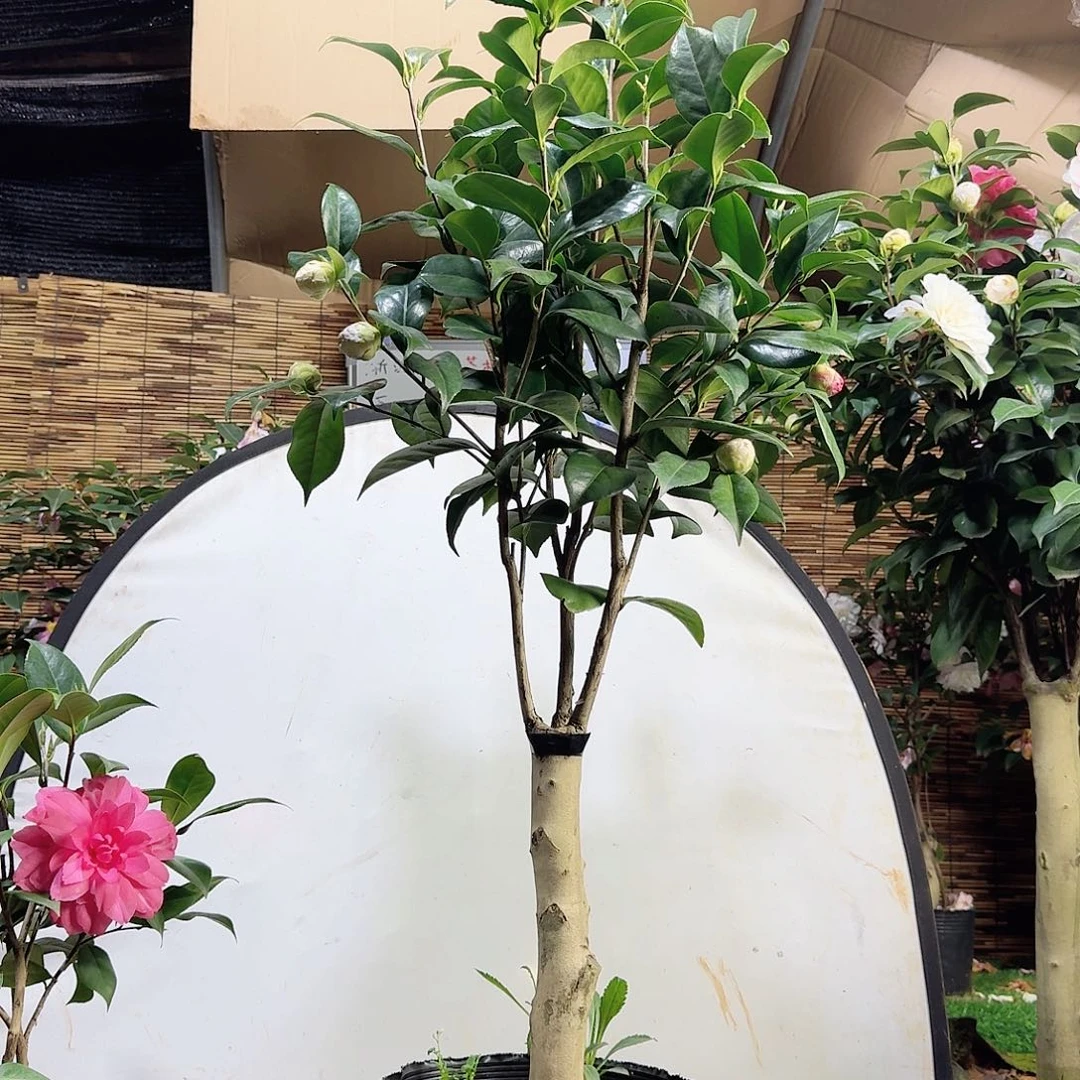 白乔伊多色150.1111111