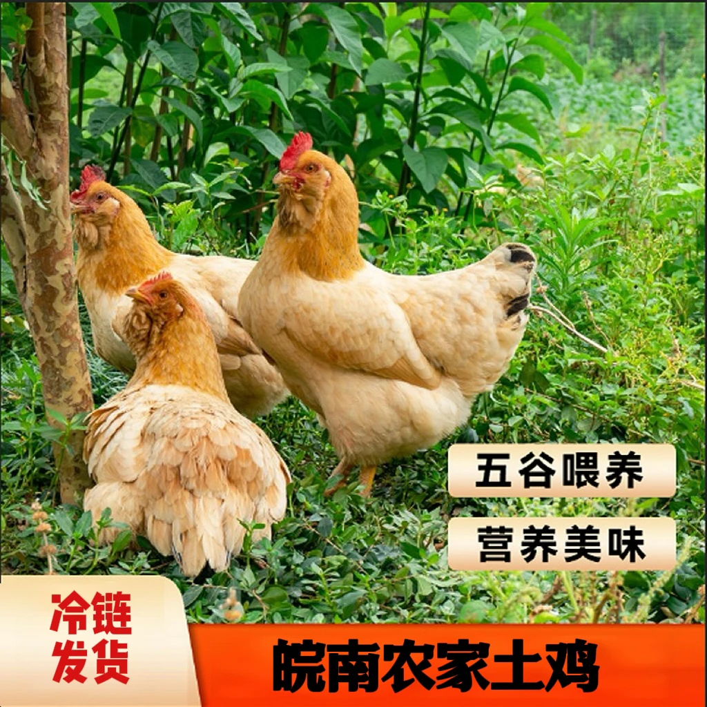【农户直发】新鲜安徽农家户外放养土鸡新鲜老母鸡孩子孕妇现杀煲汤