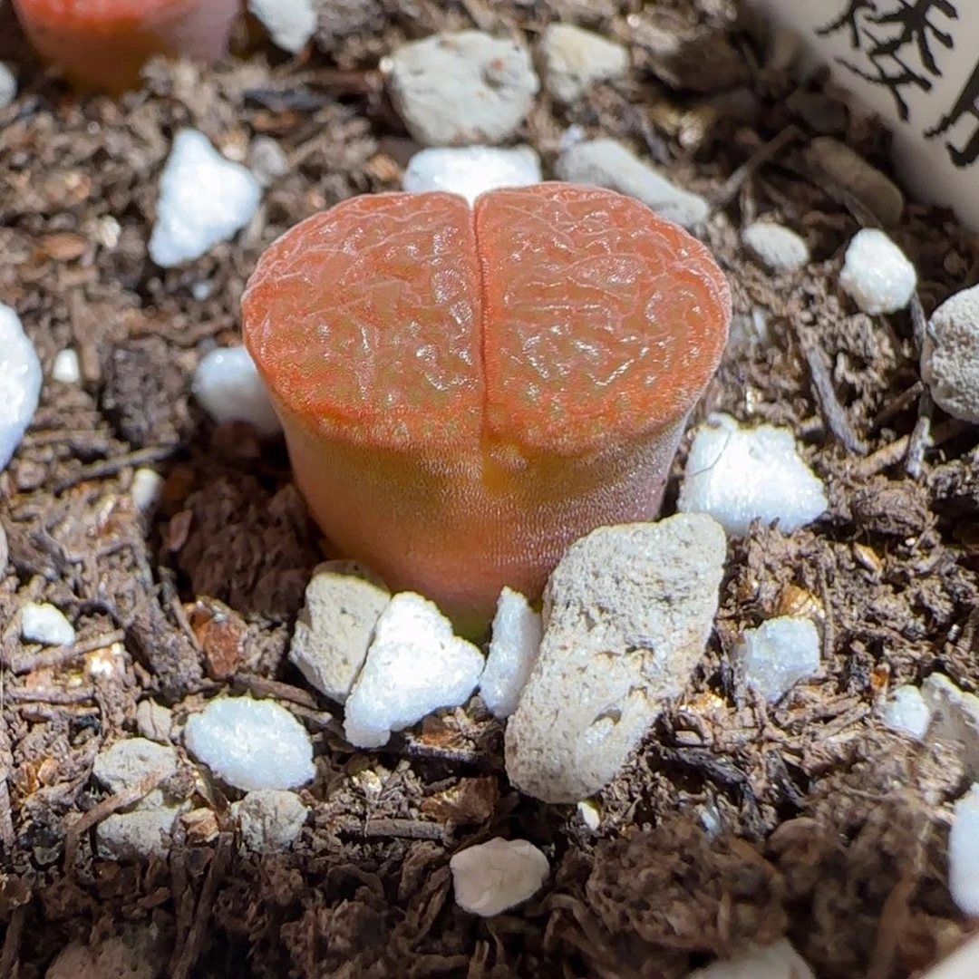 肉锥多肉植物组合-极红矮胖1751