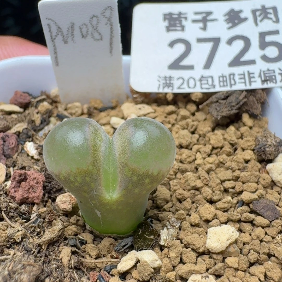 硅鱼粉带盆土。
