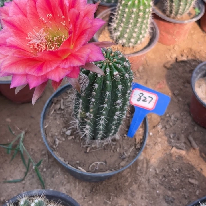 徐****827，毛花柱立夏有干皮