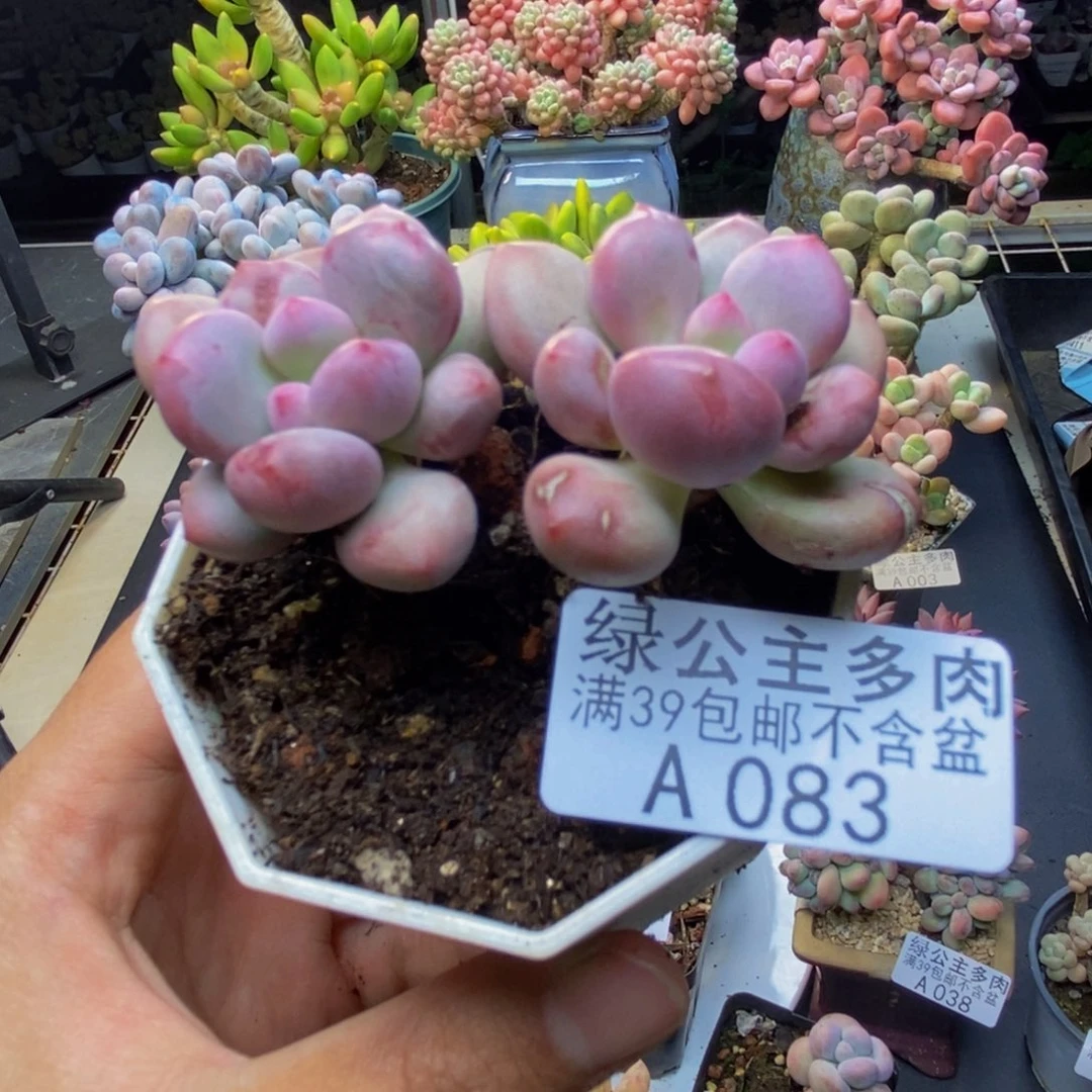 083仙子奶多肉4c m