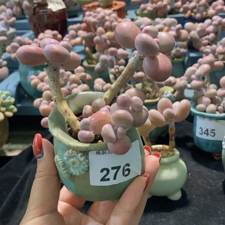 276糖果腰子蛋带盆土发货