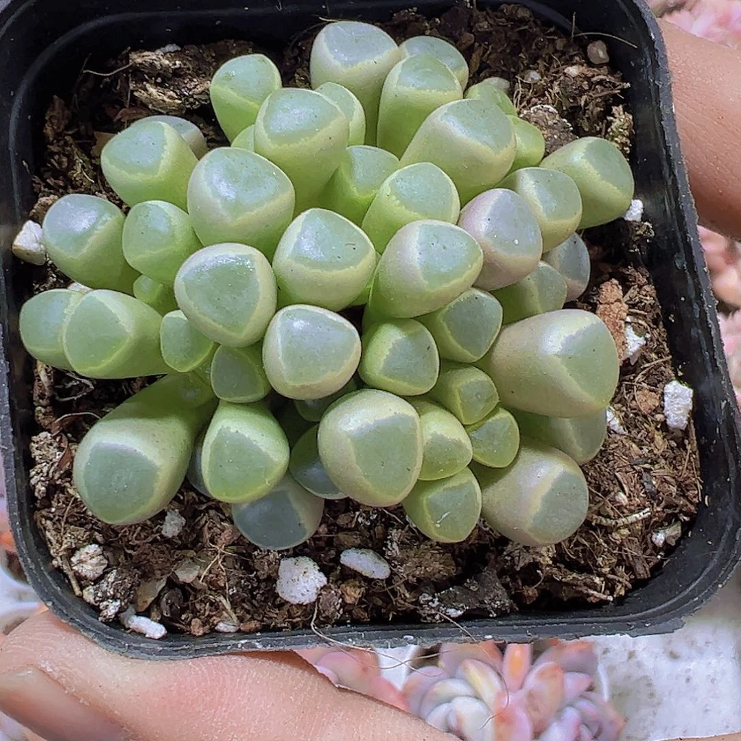 五十铃玉19包邮多肉