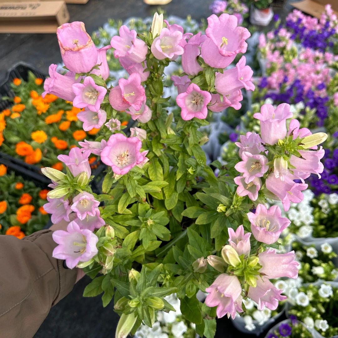 中昌花卉【风铃花】花卉绿植盆栽