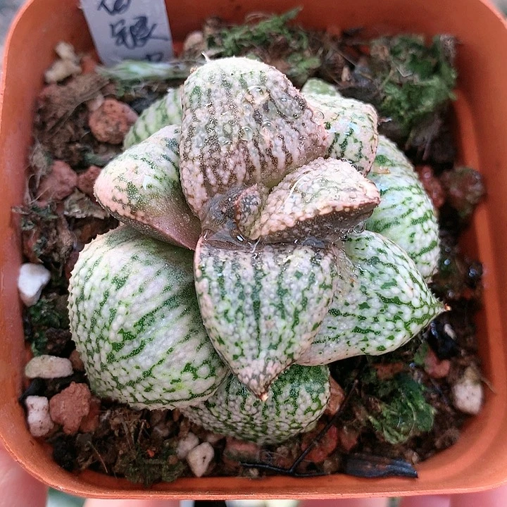 铂金白银一物一拍