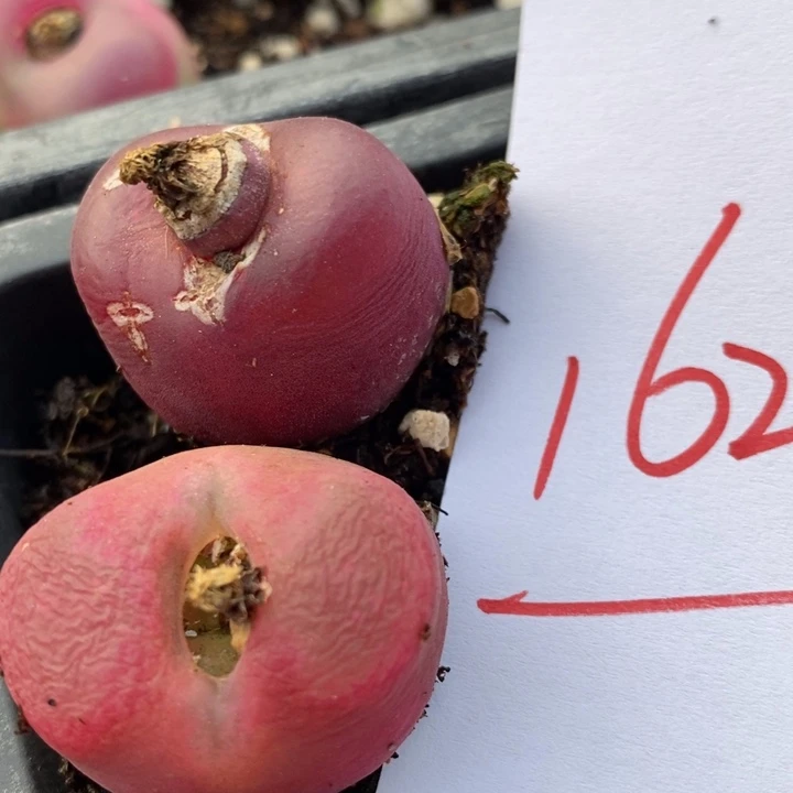 16231有伤一组一组