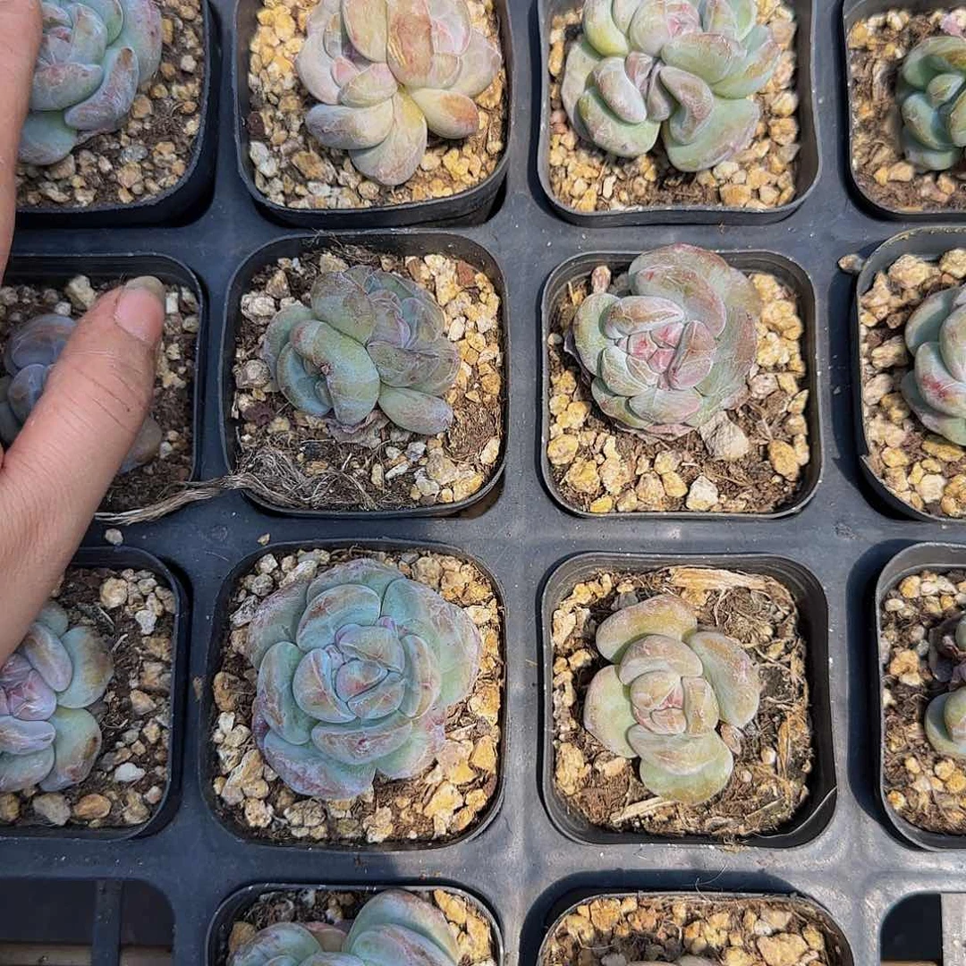 星影石化上盆的2颗一组特价