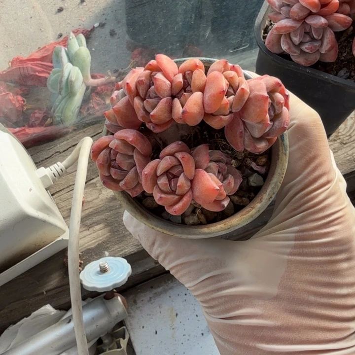 -***-石榴树精品包邮到家