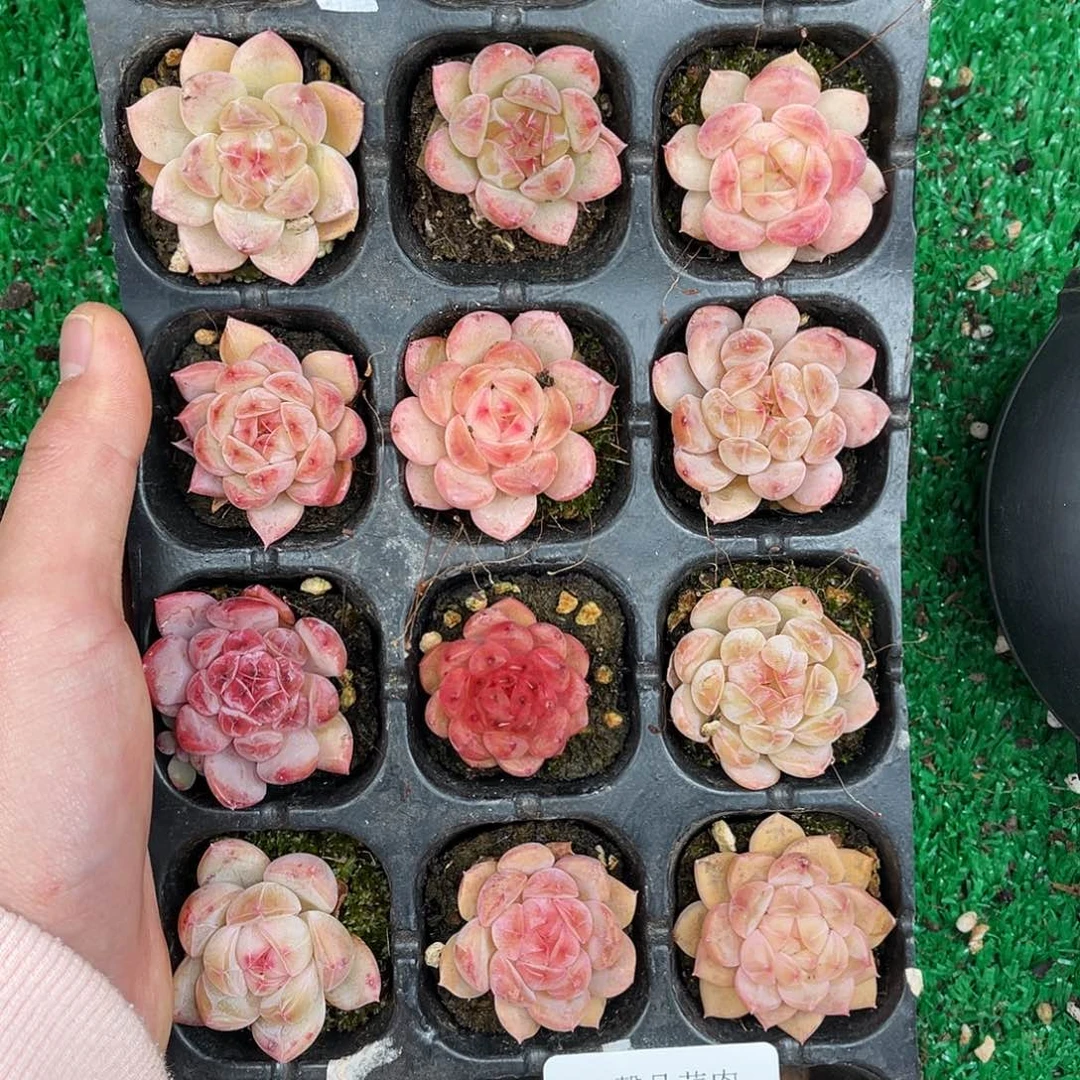 精品多肉一物一拍17-69