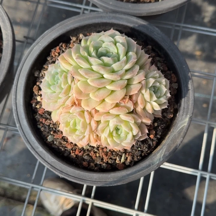 不知名多肉植物绿植