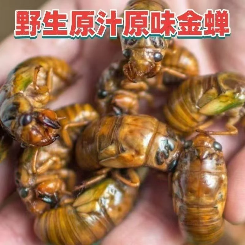 新鲜顺丰发货山东知了速冻金蝉爬叉蝉蛹
