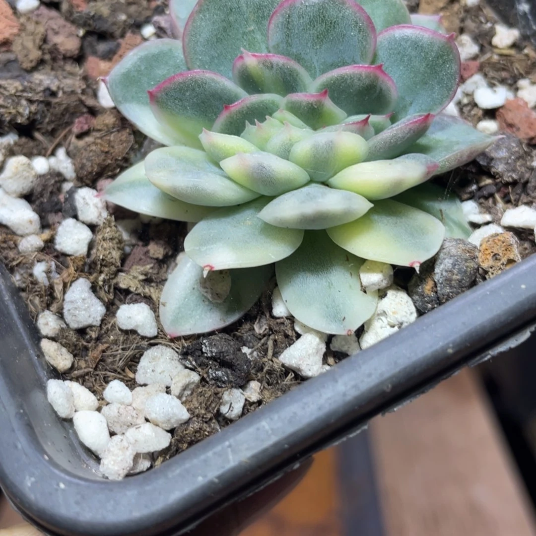 多肉植物多肉植物1613