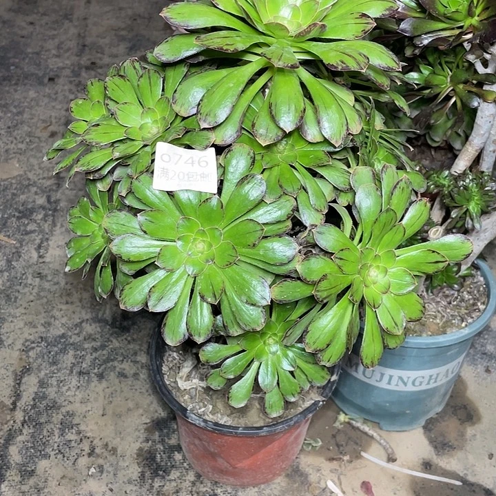 746微锦多肉法师多肉