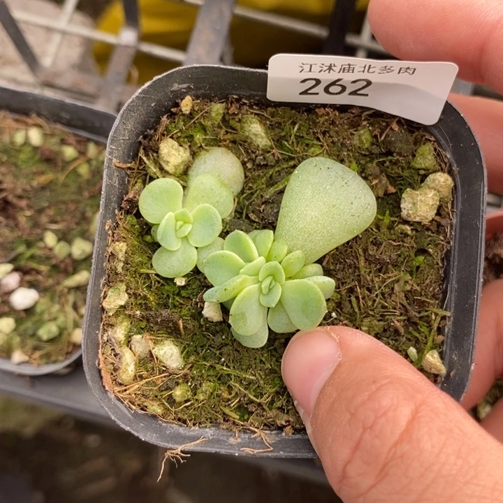 标626青梅一盆2颗